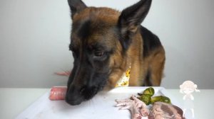 ❤️ Собака кушает разные вкусности - Залипательный релакс АСМР ❤️