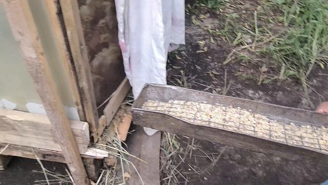 накосили. вкусняшки для цыплят. ужин простой между делом.