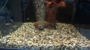 ОРИГИНАЛЬНОЕ ОФОРМЛЕНИЕ АКВАРИУМА