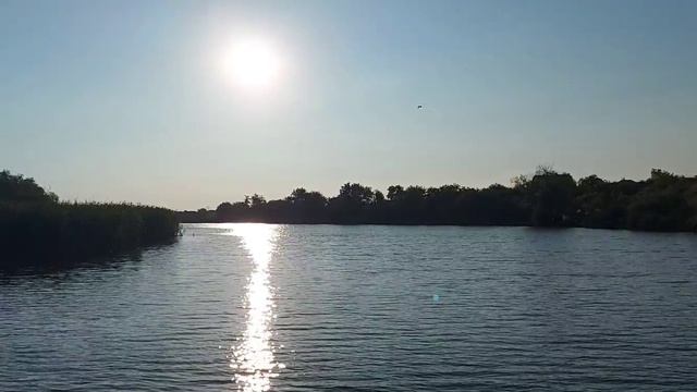 Собираю помидоры в теплице.Ежевика дала первый урожай. Жизнь на юге.