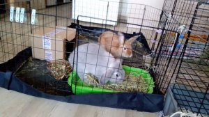 Мои сатины.Мои кролики.