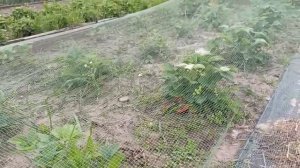 Sadovyy ugolok. Наша первая клубничка.