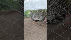 VID_20250622_175357.mp4