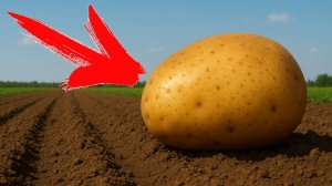 Делайте ЭТО и ваша картошка вырастет ТАКОЙ