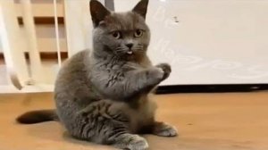 ПРИКОЛЫ С ЖИВОТНЫМИ ДО СЛЕЗ #84 Смешные КОТЫ И СОБАКИ  Приколы