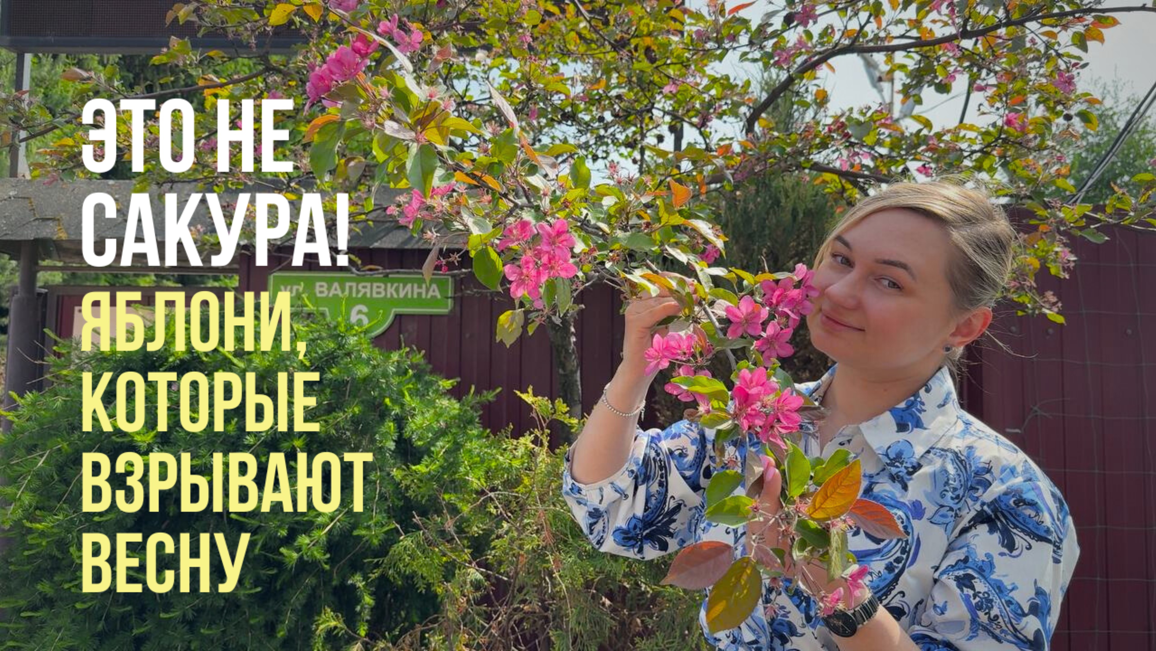«Цветут как сакура, но на Севере! Лучшие декоративные яблони для холодного климата»