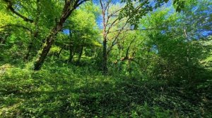 Прогулка по лесу вдоль реки Якорная Щель. В Сочи