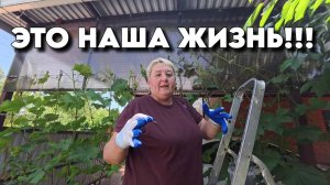 922 Жизнь семьи после переезда/Наш сад на юге/Купили новый дом на Кубани