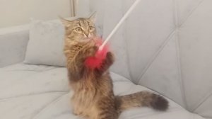 Эта кошка обхитрила хозяина! ГЕНИАЛЬНЫЙ план Китти! 🤯😼