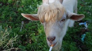 Смешные КОЗЫ - Приколы