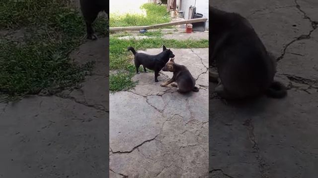 Два Одиночества. Бывшие одинокие.   Теперь Друганы-не разлей- вода.