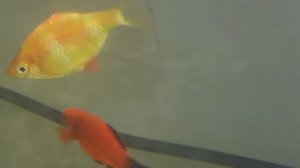 КАК БАРБУС ГРЕЕТСЯ ВОЗЛЕ НАГРЕВАТЕЛЯ