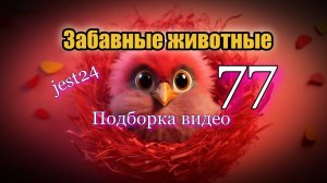 Забавные животные / Подборка видео №77