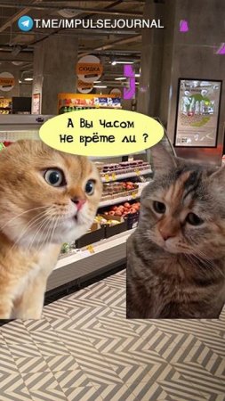 Это точно (Мяукаем в телеграм Импульс Журнал 👉 @impulsejournal ) #пустьговорят #коты