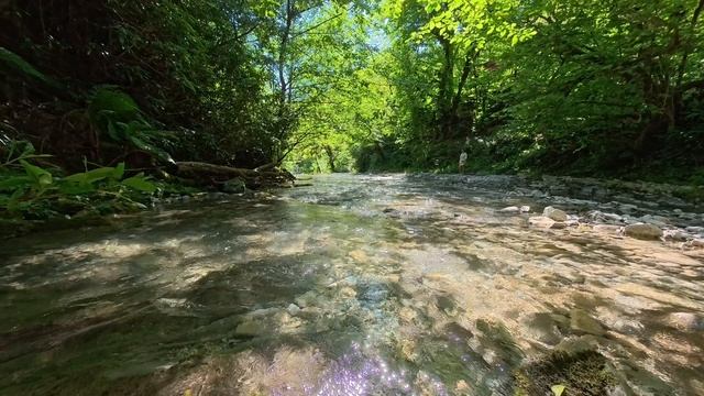 Пешком по реке Якорная Щель в лесу. В Сочи