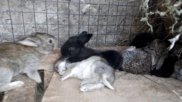 Мальнкие кролики