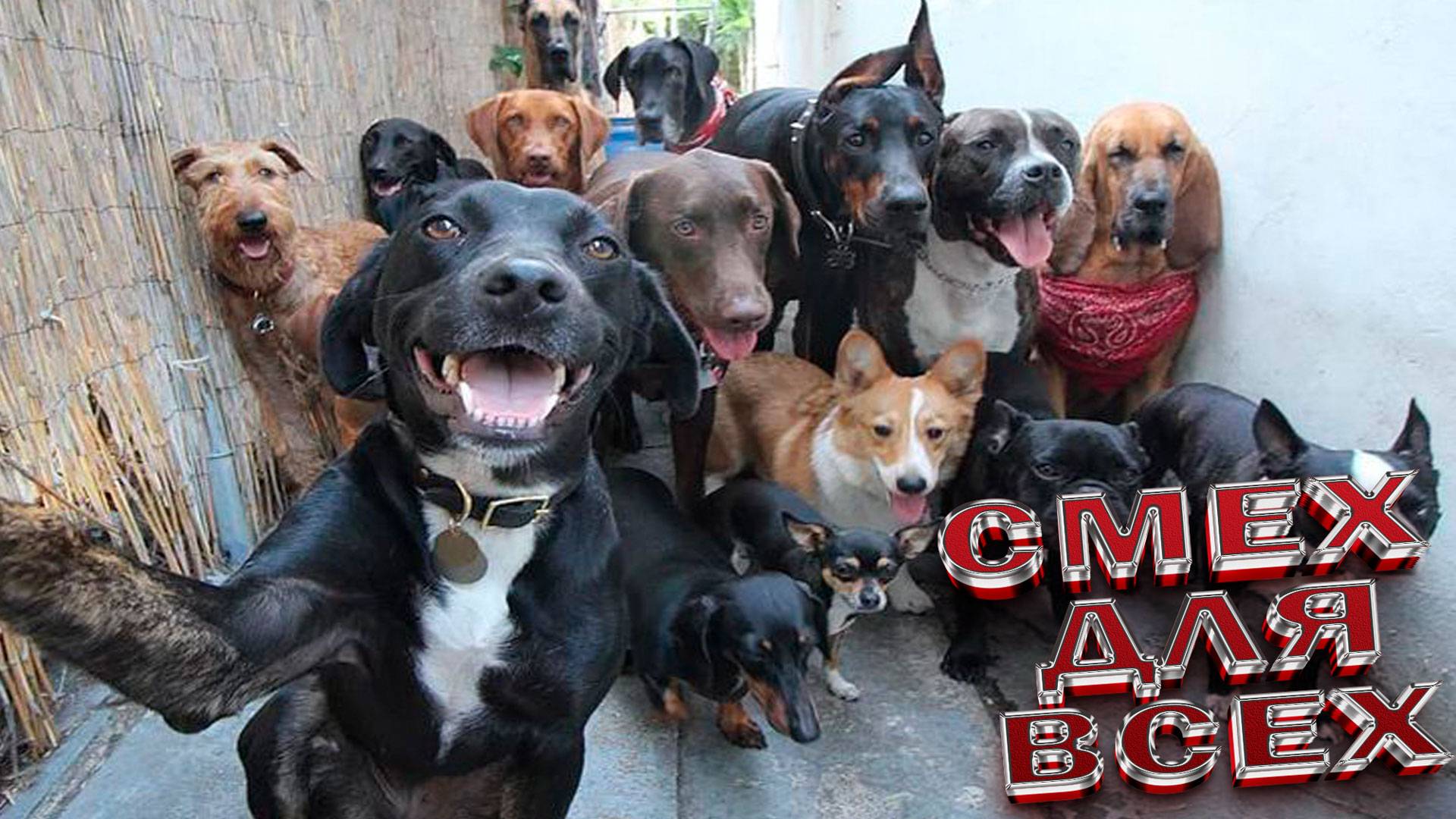 ▶ Приколы с собаками🔥ХВОСТАТЫЕ ВИДЕОПРИКОЛ, ЗАБАВНЫЕ ПСЫ ✅Самые смешные животные