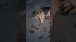 Срочно ищем хозяина или передержку!