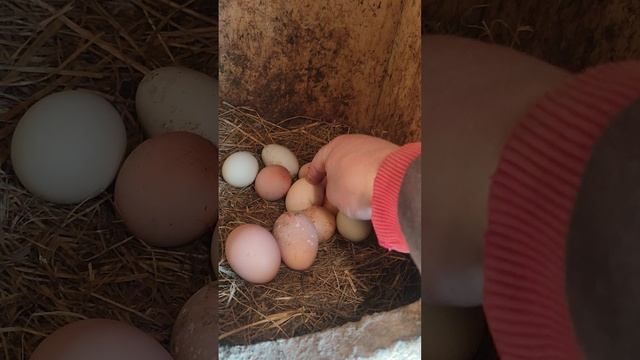Ужин у кур 🐔 Собираю яйца 🥚
