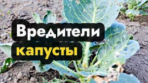 Вредители капусты в открытом грунте, как бороться с ними в Сибири  на Урале и на Дальнем Востоке