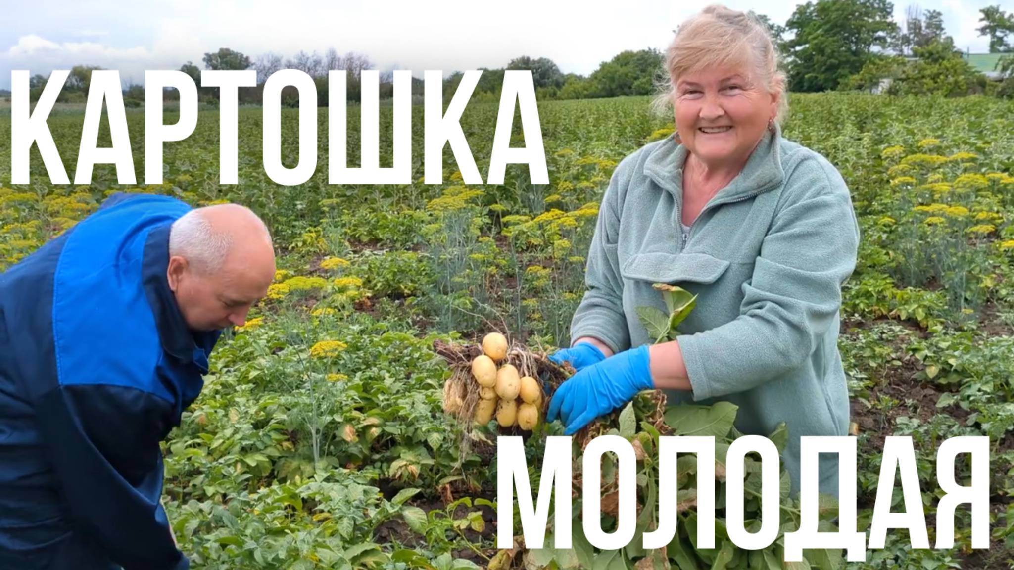 Выкапываем раннюю молодую Картошку Супер Урожай