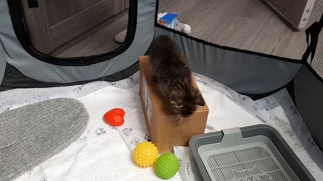 Кототрясение
