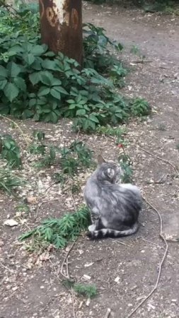 Нервничает