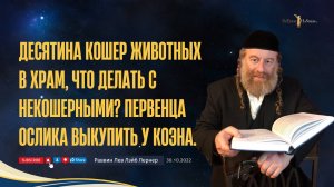 Десятина кошер животных в Храм, что делать с некошерными - Первенца ослика выкупить у Коэна.
