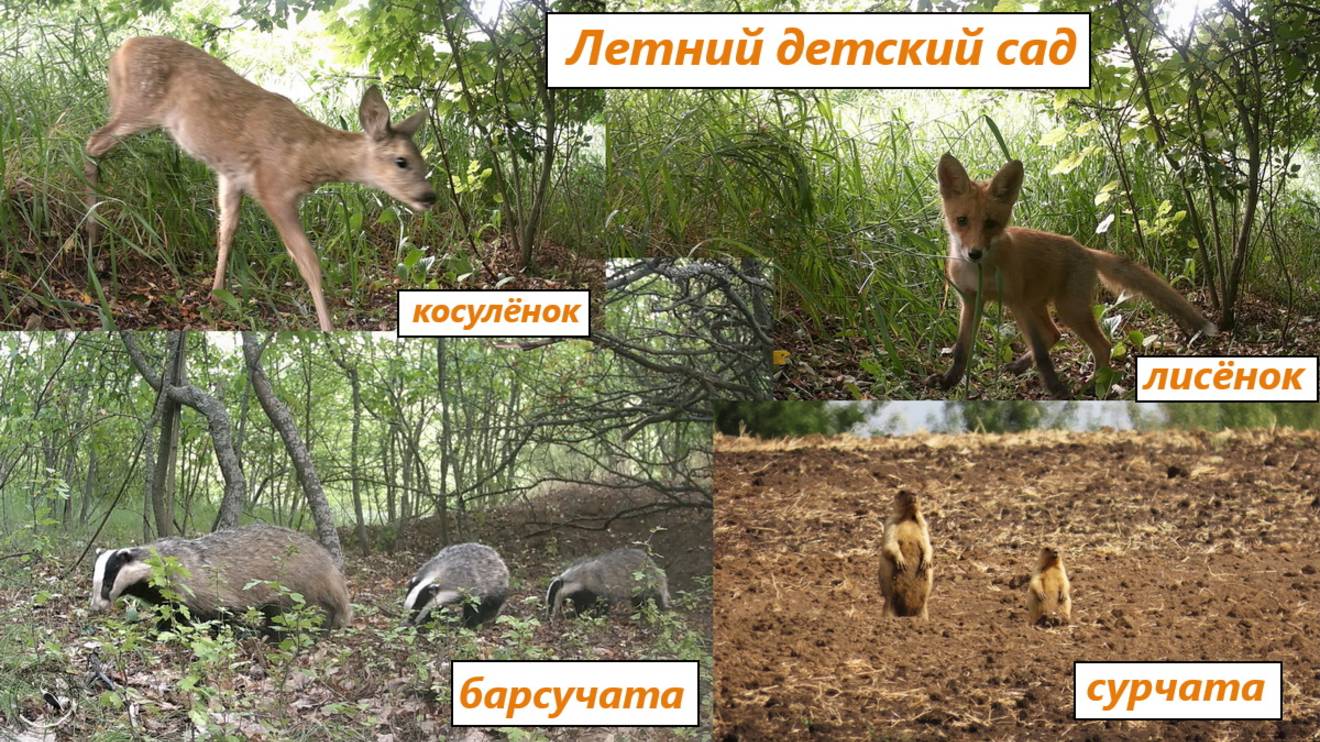 Летний детсад - лисёнок сам по себе, а косулёнок, барсучата и сурчата со своими мамами. Июнь 2025