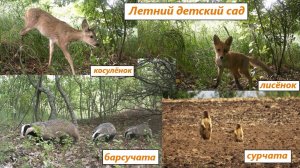 Летний детсад - лисёнок сам по себе, а косулёнок, барсучата и сурчата со своими мамами. Июнь 2025