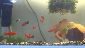 МЕЧЕНОСЦЫ ДЛЯ АКВАРИУМА