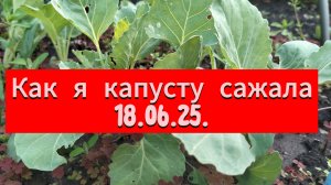 Как я капусту сажала 18.06.25.,Самой интересно что с ней к осени станет.Оборвала стрелки чеснока.
