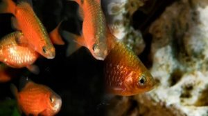 Барбус огненный