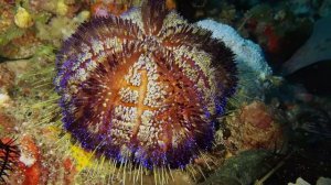 Красота под водой ч4