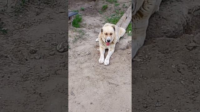 приюту очень нужен корм 🙏 8985 193 0027