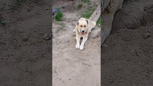 приюту очень нужен корм 🙏 8985 193 0027
