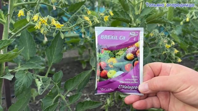 Как получить максимум урожая без вершинной гнили – проверенный способ!