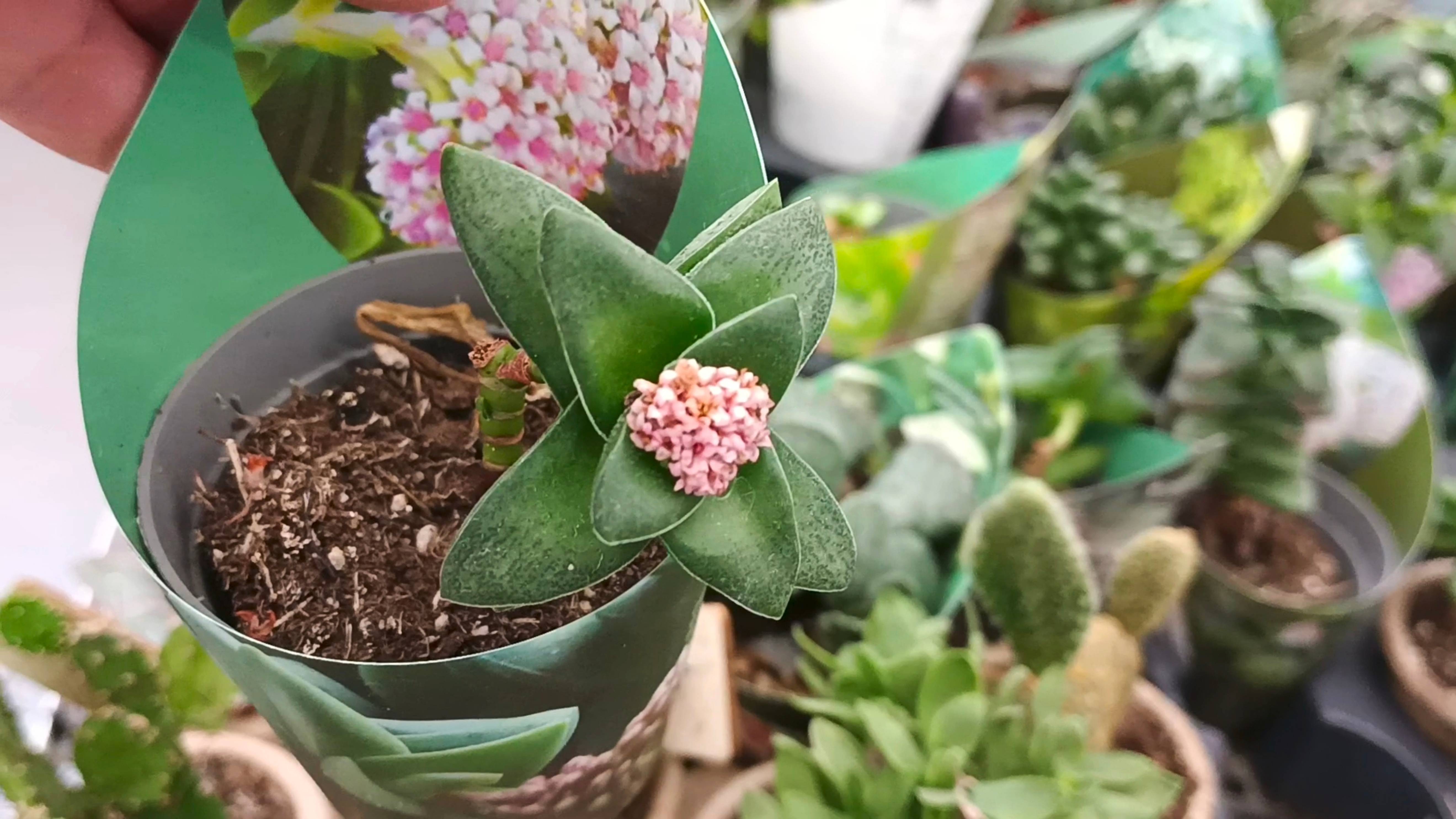 🌿🌸ЦВЕТОЧКИ в АШАНЕ🌿🩷 июнь 2025