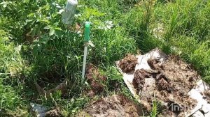22-06-2025 ЯРОСЛАВЛЬ.ДЕЛАЮ ТРОПИНКИ,ЧТОБЫ НЕ РОСЛА ТРАВА