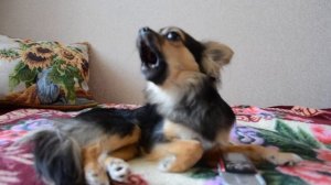 Чихуахуа Мася - певец.