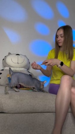 КОМАНДЫ ДЛЯ КОТА!
