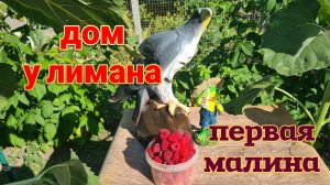 Ейск. Александровка. Огородные дела на юге. Готовлю. Море. Появились медузы.