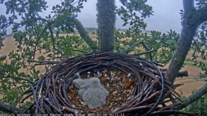 Семья сапсанов в дождь Родительский подвиг! Один греет птенцов, второй добывает еду