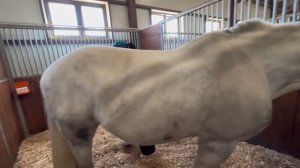 МЫ ПЕРЕЕХАЛИ | сумбурно обосновываемся на новом месте  #лошади #horse #конныйспорт #equestrian