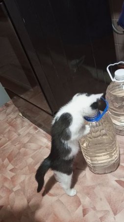 Котик с баклажкой играет