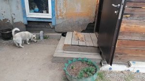 VID_20250622_180356.mp4