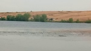 Сазан крупный нерестится