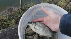 Июньская удачная рыбалка на карася