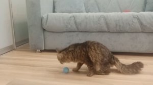 Кошка Китти ведёт себя КАК ЧЕЛОВЕК! Это нереально! 😹👀