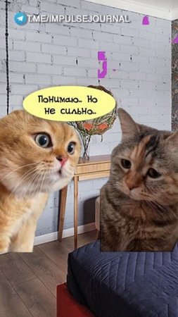 Надо поехать успокоить (Мяукаем в телеграм Импульс Журнал 👉 @impulsejournal ) #пустьговорят #коты